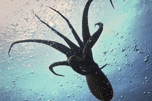 Kraken сайт магазин